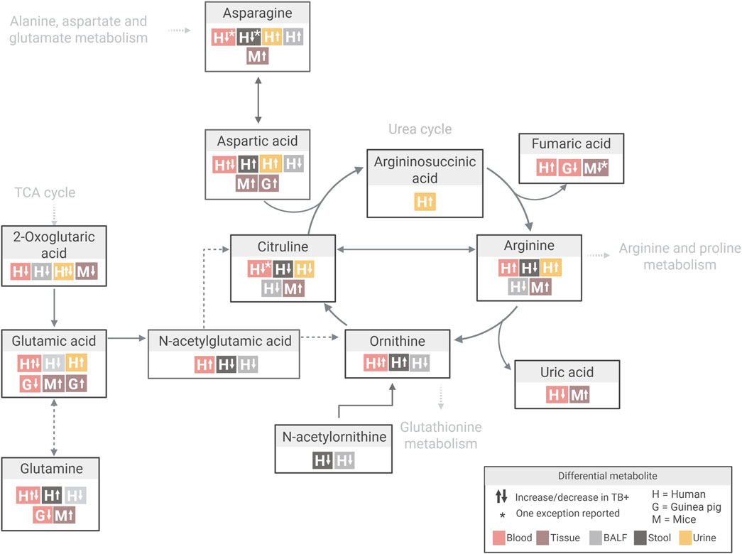 Flowchart of amino acid metabolism showing pathways including the urea cycle, glutathione metabolism, and the TCA cycle. Metabolites such as asparagine, aspartic acid, argininosuccinic acid, fumaric acid, and 2-oxoglutaric acid are displayed. Symbols indicate metabolite changes across species (human, guinea pig, mouse) and sample types related to tuberculosis, with arrows showing metabolic conversions.
