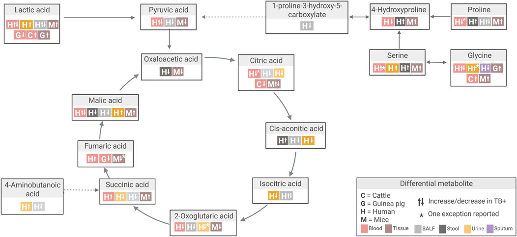 Diagram of energy and amino acid metabolism showing interactions among lactic, pyruvic, malic, fumaric, succinic, oxaloacetic, citric, cis-aconitic, and isocitric acids, as well as serine, glycine, proline, 4-hydroxyproline, and 4-aminobutanoic acid. Symbols indicate metabolite changes across species (cattle, guinea pig, human, mouse) and sample types (blood, tissue, BALF, stool, urine, sputum) related to tuberculosis.