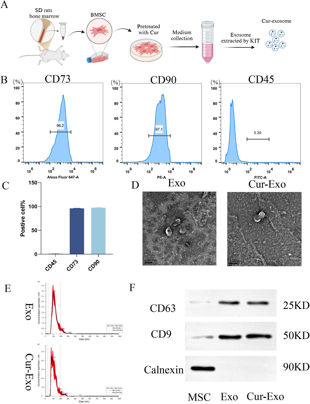 Diagram illustrating the extraction and analysis of curcumin-treated exosomes. (A) Process flowchart showing the isolation of bone marrow stem cells (BMSC) from SD rats, treatment with curcumin, and exosome extraction. (B) Histograms showing flow cytometry analysis for markers CD73, CD90, and CD45. (C) Bar graph displaying positive cell percentages for CD45, CD73, and CD90. (D) Electron microscopy images of exosomes and curcumin-treated exosomes. (E) Size distribution histograms for exosomes and curcumin-treated exosomes. (F) Western blot analysis showing presence of protein markers CD63, CD9, and Calnexin.