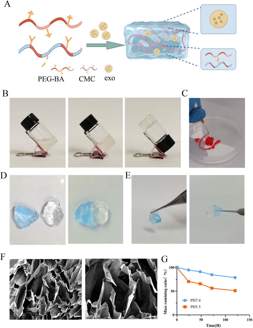 (A) Illustration showing the integration of PEG-BA, CMC, and exosomes into a matrix. (B) Series of images showing a container tilted at different angles. (C) A gloved hand using a tool to manipulate red material in a dish. (D) Two translucent gel-like substances, one slightly more blue. (E) A tool holding a blue-tinted gel. (F) Two SEM images displaying porous structures. (G) Line graph comparing mass remaining ratio over time at pH 7.4 and pH 5.5, showing a significant decrease at pH 5.5.