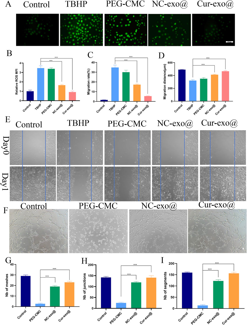 Fluorescent microscopy images (A) show various conditions applied to cells: control, TBHP, PEG-CMC, NC-exo@, and Cur-exo@. Bar charts (B, C, D) display relative ROS MFI, migration rate, and distance respectively, with significant differences marked by asterisks. Migration assay images (E) compare control and treated groups on Day 0 and Day 1. Phase-contrast images (F) exhibit cell morphology under different treatments. Additional bar charts (G, H, I) depict the number of meshes, junctions, and segments, highlighting treatment effects with statistical significance annotated.