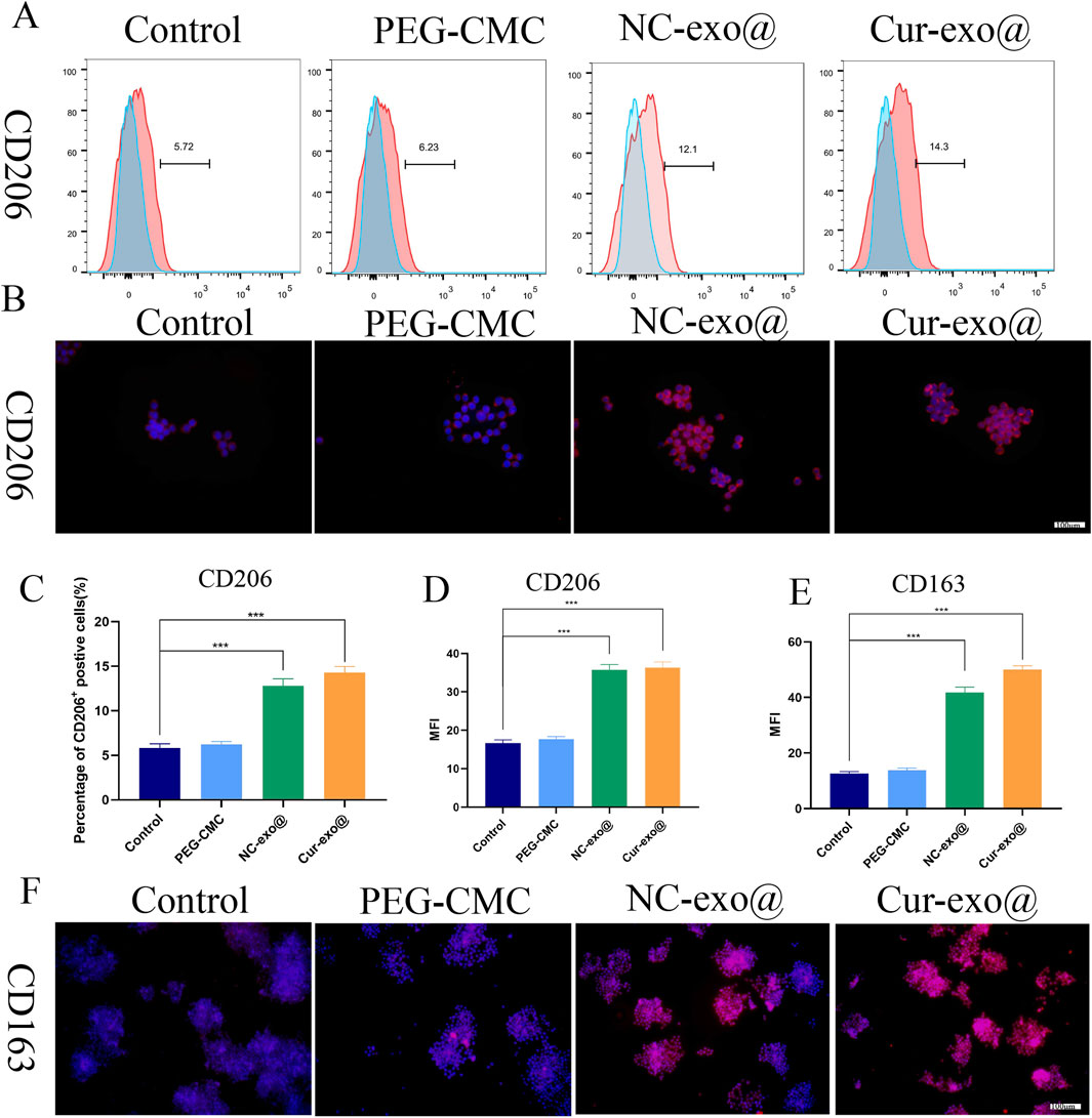 Flow cytometry graphs, fluorescence microscopy images, and bar charts show CD206 and CD163 markers in macrophage populations treated with control, PEG-CMC, NC-exo, and Cur-exo. A) Flow cytometry graphs display CD206 expression with percentages indicated. B) Fluorescence images show CD206 expression, more visible in NC-exo and Cur-exo panels. C-E) Bar charts represent CD206 positive cells percentage and mean fluorescence intensity (MFI) for CD206 and CD163, showing significant differences between treatments. F) Fluorescence images depict CD163 expression, increasing from control to Cur-exo. Statistical significance is marked by asterisks (***).
