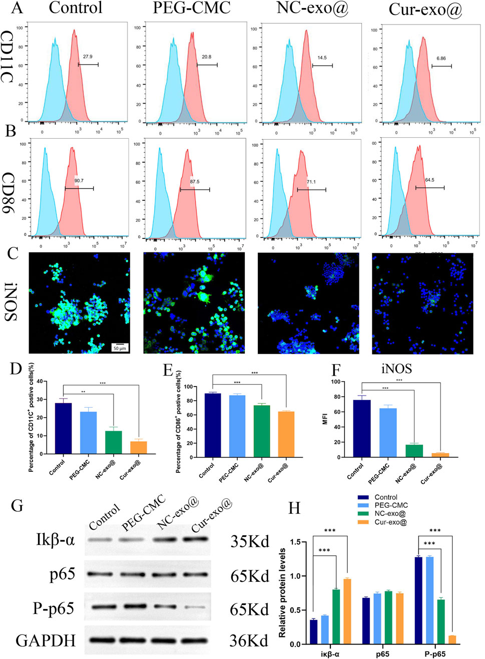 Flow cytometry analyses present in histograms comparing control, PEG-CMC, NC-exo@, and Cur-exo@ treatments for CD11c and CD86 expression. Microscopy images illustrate iNOS expression with colored markers. Bar charts show percentages of CD11c and CD86 positive cells and iNOS mean fluorescence intensity. Western blot results display protein levels of IκB-α, p65, P-p65, and GAPDH with relative quantifications in bar graphs. Significant differences are highlighted with asterisks.