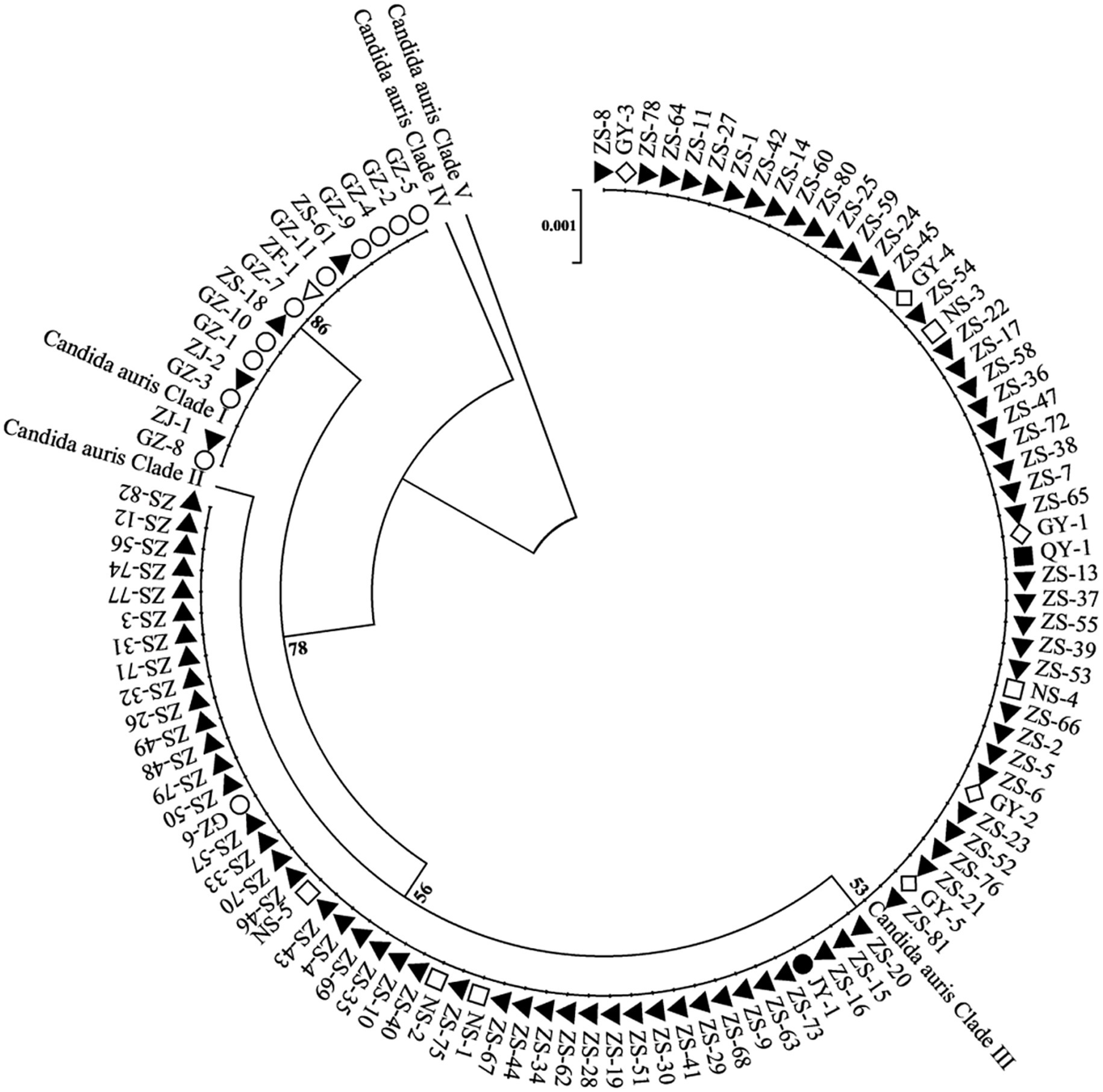 Circular phylogenetic tree diagram showing distinct clades of C. auris. This phylogenetic tree based on the RPB1 and D1/D2 sequences. Clade labels include Clades I to V, with individual strains marked by various shapes like triangles and circles. Scale bar indicates genetic distance.
