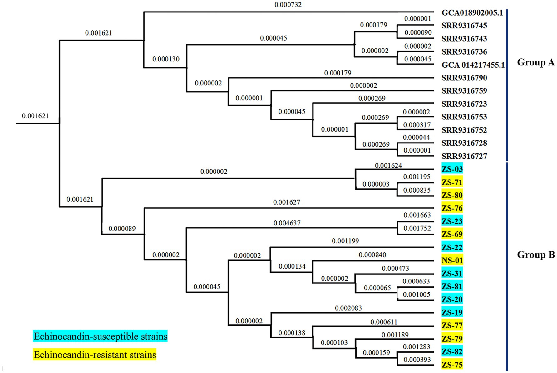 Phylogenetic tree diagram showing evolutionary relationships among C. auris isolates. Strains are divided into Group A and Group B. Echinocandin-susceptible strains are highlighted in blue, and echinocandin-resistant strains are highlighted in yellow. Each branch is labeled with distance values, illustrating genetic similarities and differences among the strains.
