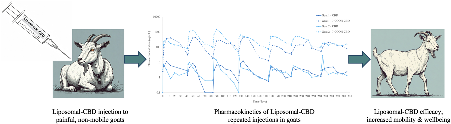 Illustration showing the effect of liposomal-CBD on goats. On the left, there’s an image of a syringe labeled “Liposomal-CBD” and a laying goat, indicating pain and immobility. The center displays a graph of plasma concentration over time for two goats, demonstrating pharmacokinetics. On the right, an image of a standing goat highlights increased mobility and wellbeing following treatment.