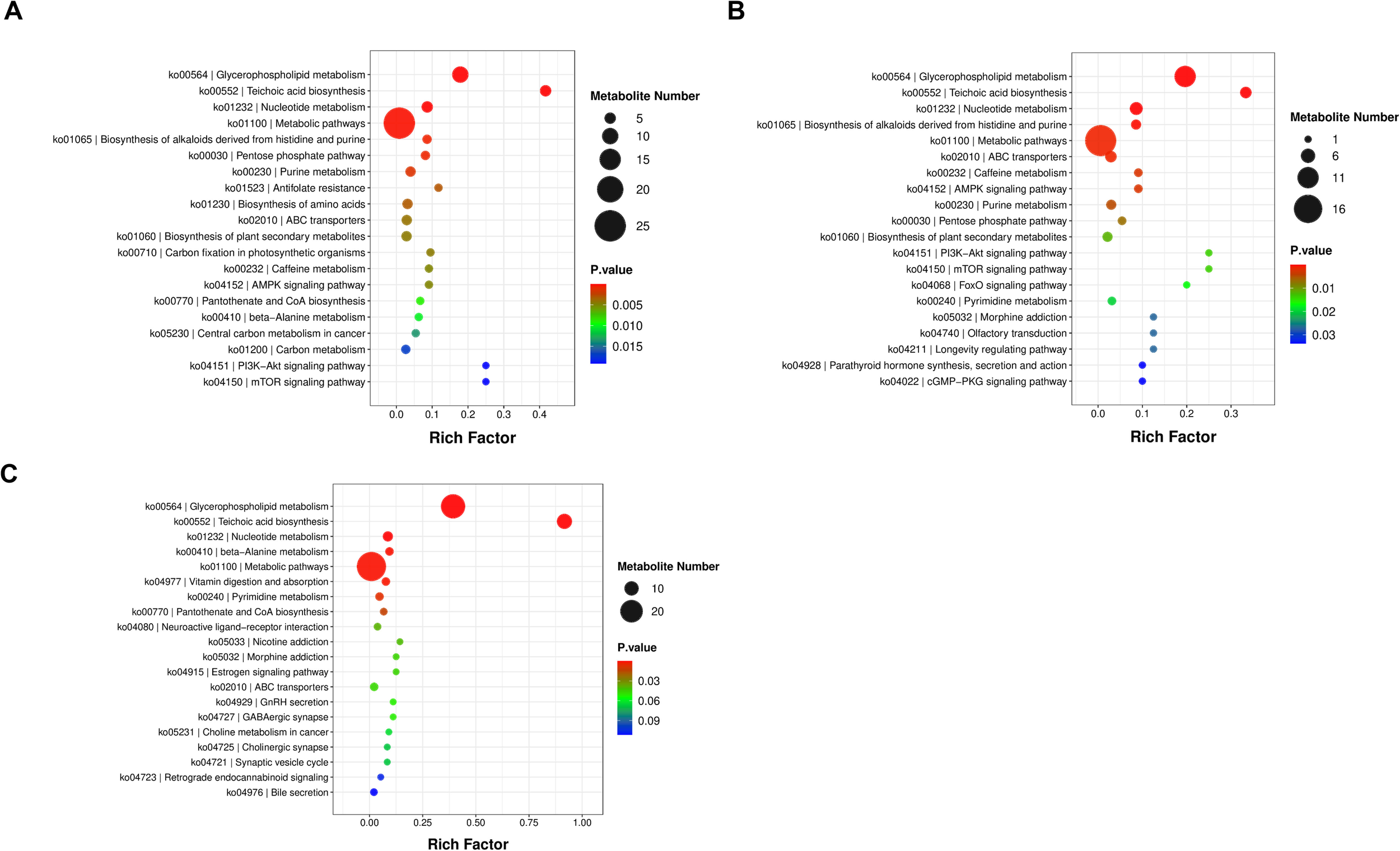 Three bubble charts labeled A, B, and C compare metabolite pathways against the Rich Factor. Each chart plots pathways vertically with bubbles representing metabolite numbers; larger bubbles indicate more metabolites. Bubble colors indicate p-values, with a gradient from red (lowest p-values) to blue (highest p-values). Chart A shows larger bubbles concentrated on pathways like glycerophospholipid and metabolic pathways. Chart B highlights similar pathways with varying bubble sizes. Chart C presents distinct pathways like vitamin digestion and absorption with generally larger bubbles than in A and B.