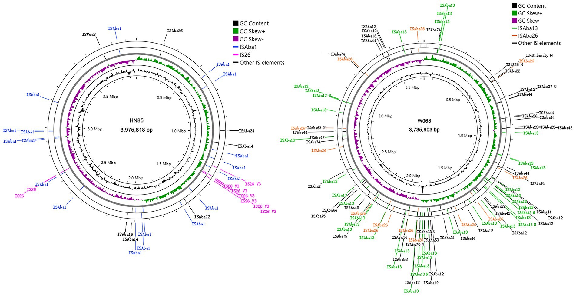 Circular genomic diagrams of two bacterial strains, HN85 and W068, display GC content, GC skew, and insertion sequences. HN85 has a genome size of 3,975,818 base pairs, while W068’s is 3,735,903 base pairs. Colored segments highlight features: black for GC content, green for GC skew plus, purple for GC skew minus, blue for ISAba1, orange for ISAba26, green for ISAba13, and pink for IS26, among other elements. Legends indicate the types of insertion sequences present.