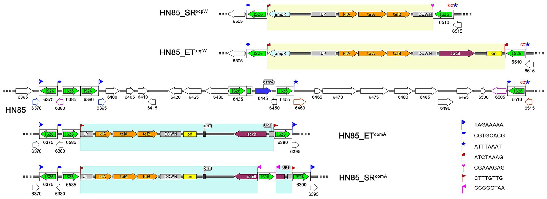 Genetic maps showing multiple configurations of genetic elements labeled HN85, HN85_SR, HN85_ET, and others. Key elements include IS26, ampR, UP, kilA, telA, telB, DOWN, sacB, ori, with various colored symbols and arrows indicating sequences and orientations.