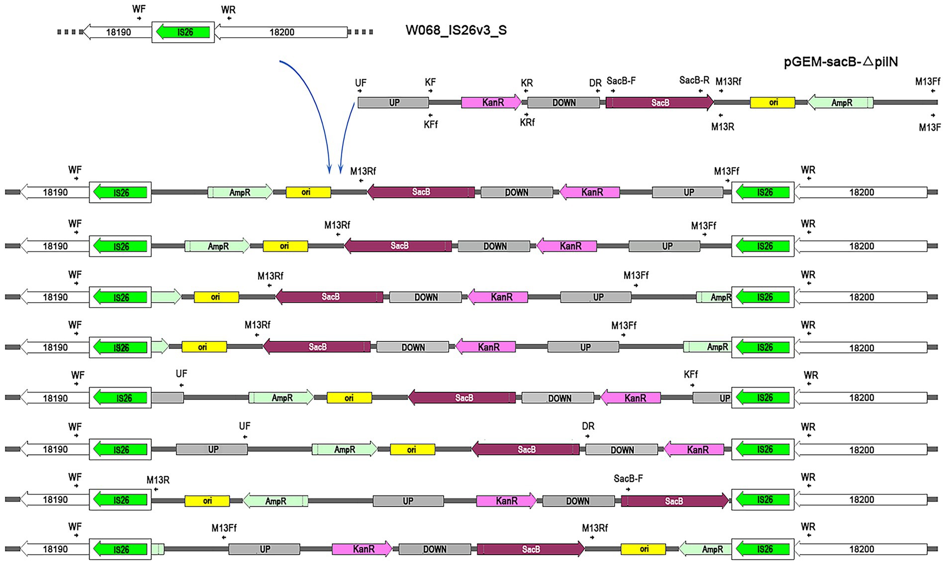 Genetic diagram depicting the W068_IS26_S construct with sequences including IS26, AmpR, ori, SacB, and KanR. Several linear gene sequences are presented, each initiating from IS26 adjacent to the ORF tagged by 18190 and concluding at the ORF tagged by 18200. Various primers like WF, WR, UF, KF, KRF, DR, and others are annotated. Integration pathways, depicted with blue arrows are also displayed to indicate the direction of flow.
