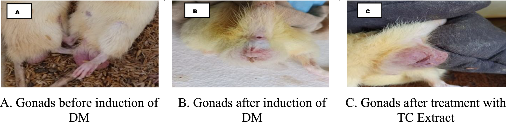 Three images labeled A, B, and C. Image A shows gonads before induction of DM, appearing healthy. Image B depicts gonads after DM induction, showing noticeable changes. Image C displays gonads after treatment with TC Extract, indicating recovery or improvement.