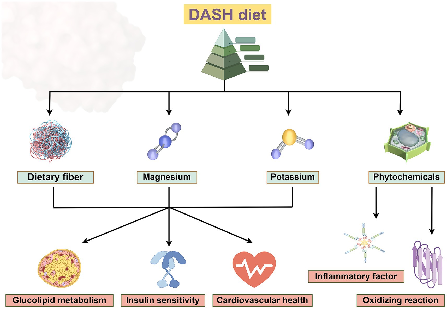 Flowchart depicting the DASH diet's impact. The diet includes dietary fiber, magnesium, potassium, and phytochemicals. These components enhance glucolipid metabolism, insulin sensitivity, cardiovascular health, and reduce inflammatory factors and oxidizing reactions.