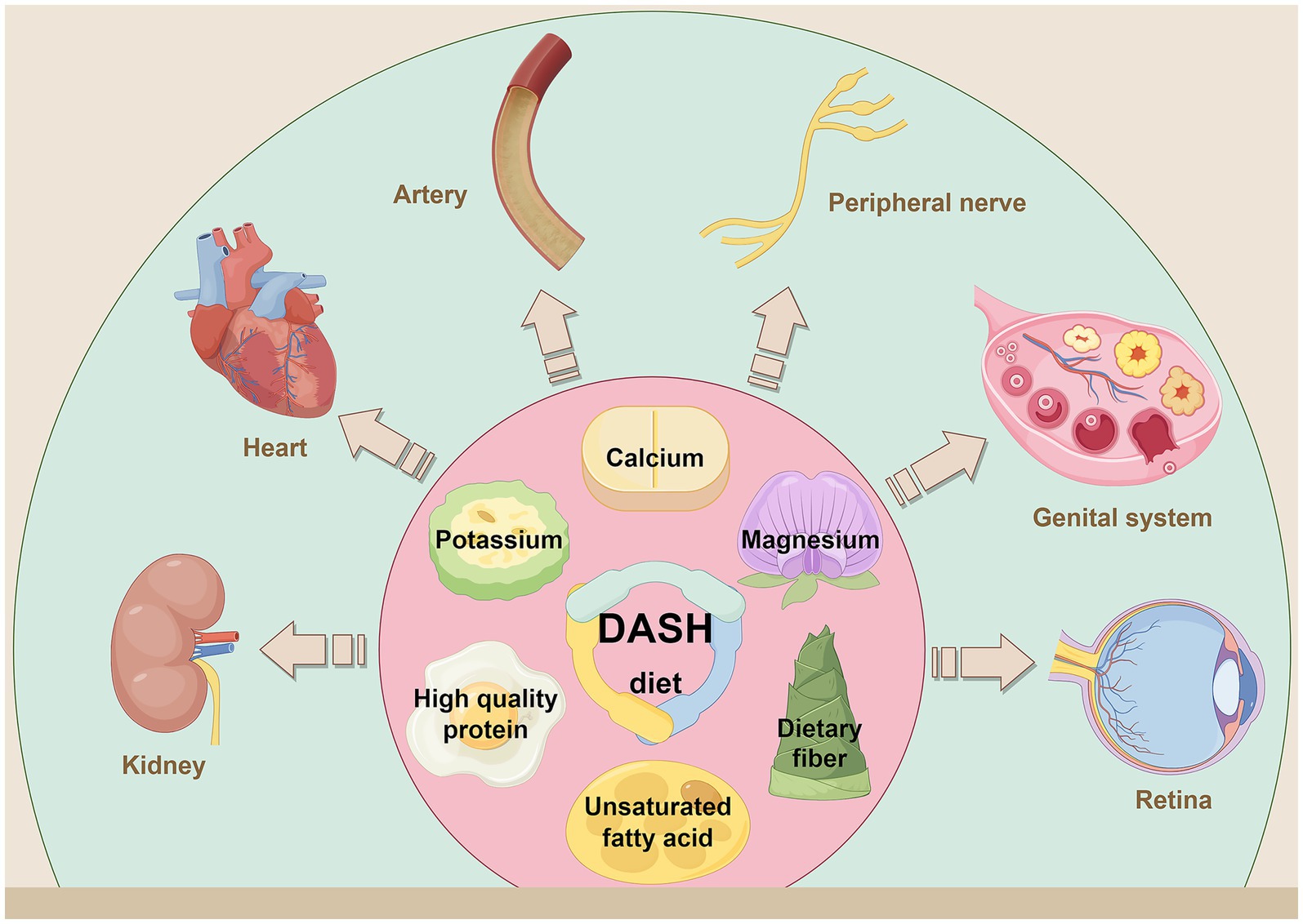 Diagram illustrating the DASH diet's impact on the human body. Central elements include calcium, potassium, high-quality protein, magnesium, unsaturated fatty acids, and dietary fiber. Arrows indicate benefits to the heart, arteries, peripheral nerves, genital system, kidney, and retina.