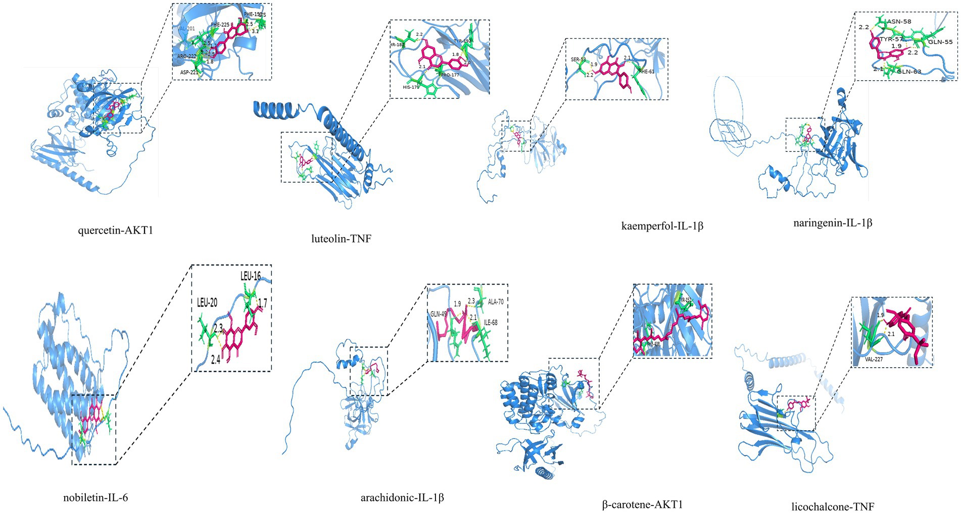 Molecular docking illustrations showcasing interactions between various compounds and proteins. The image includes quercetin with AKT1, luteolin with TNF, kaempferol, naringenin, nobiletin, and arachidonic acid with IL-1β, β-carotene with AKT1, and licochalcone with TNF. Each structure has enlarged insets highlighting specific amino acid interactions.