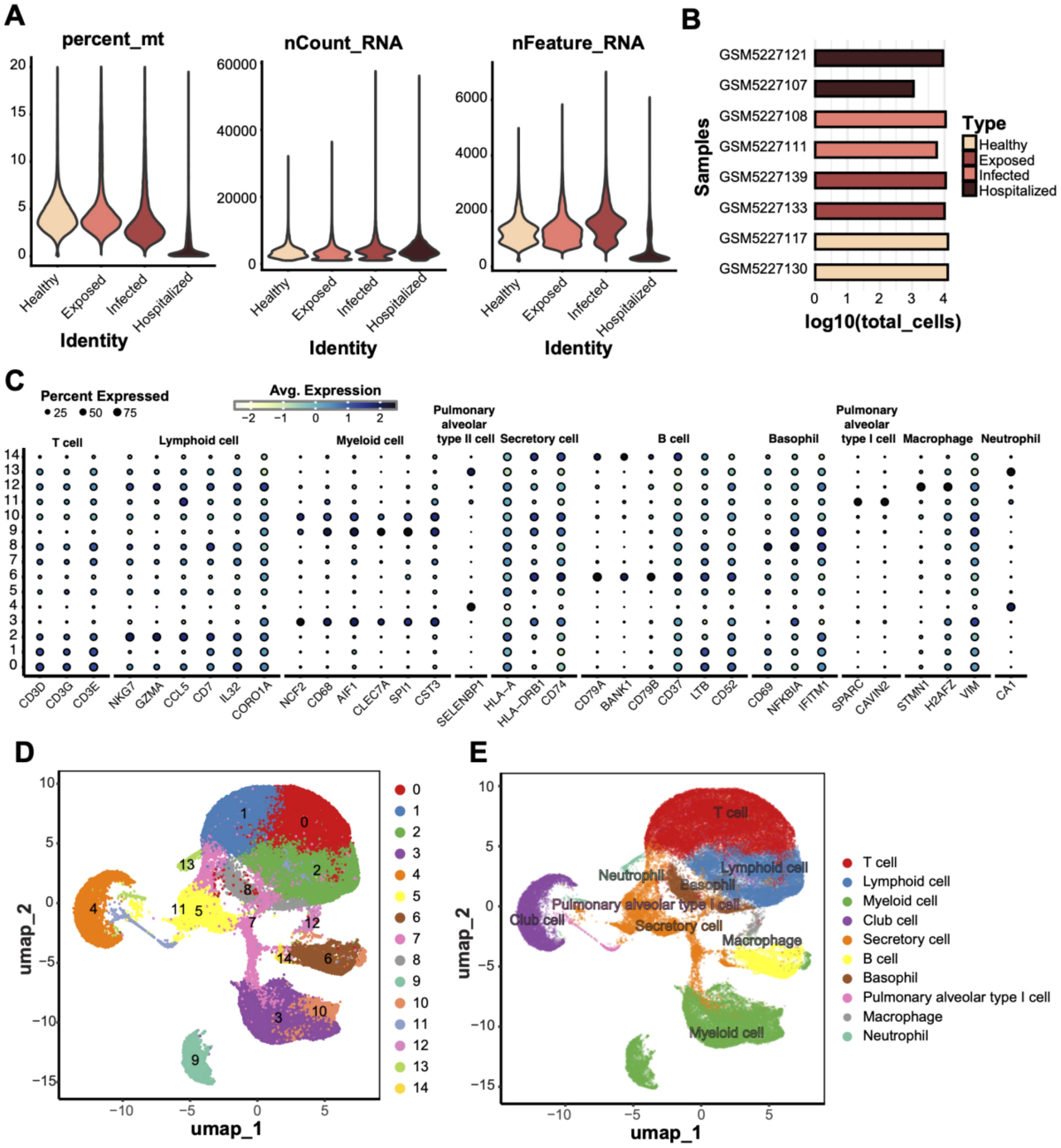 Panel A shows violin plots comparing percent mitochondrial content, nCount_RNA, and nFeature_RNA across health statuses: Healthy, Exposed, Infected, Hospitalized. Panel B features a bar plot of cell counts (log scale) for samples under different health statuses. Panel C is a dot plot indicating the expression of various genes across different cell types. Panel D displays a UMAP clustering of cell types, color-coded by clusters. Panel E shows the same UMAP with labeled cell types, including T cells, Lymphoid cells, and others.