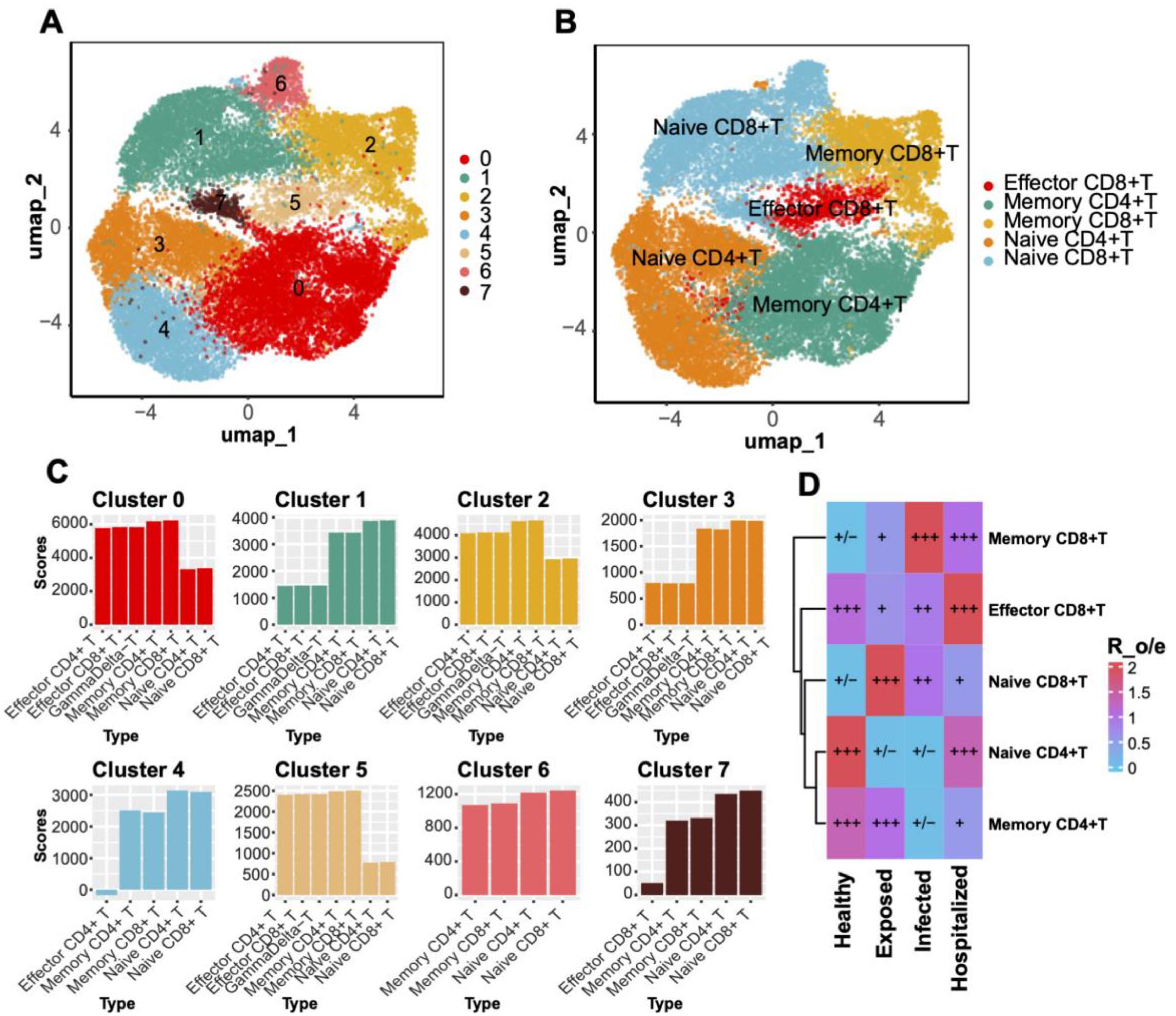 A panel of visualizations depicts immune cell clustering and analysis. Panel A shows a UMAP plot displaying clusters 0-7 in various colors. Panel B assigns immune cell types to these clusters. Panel C presents bar graphs of scores for each cluster, detailing immune cell types. Panel D is a heatmap showing expression levels of different T cell types across health states: healthy, exposed, infected, and hospitalized, with a color gradient indicating expression levels.