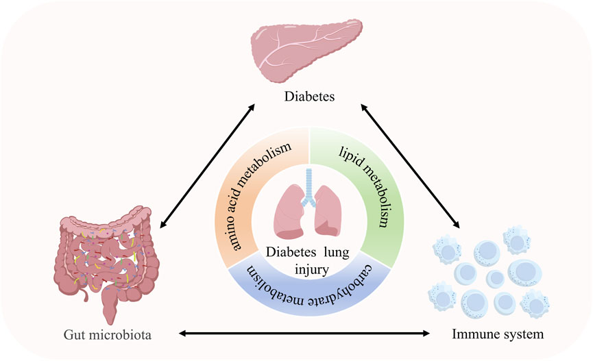 Diagram showing the relationship between diabetes, lung injury, gut microbiota, and the immune system. Arrows indicate interactions, with central lung image surrounded by segments labeled amino acid metabolism, lipid metabolism, and carbohydrate metabolism.