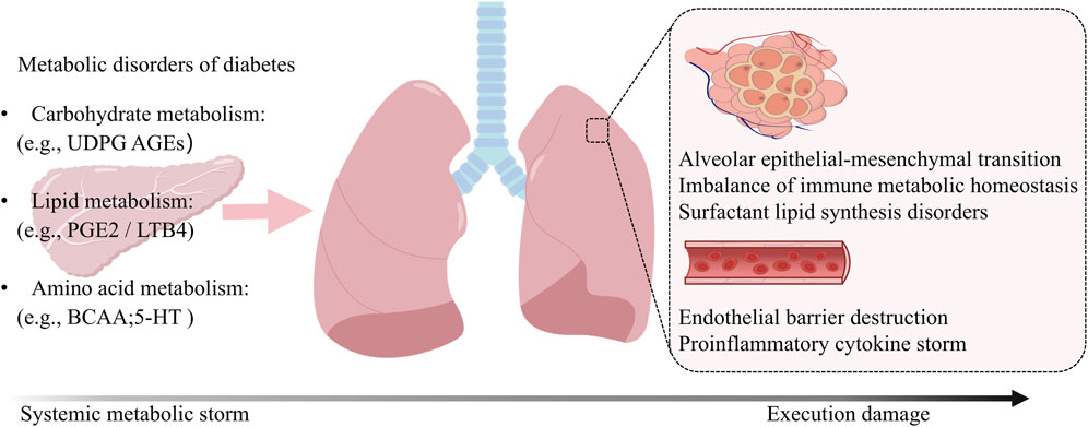 Illustration showing the metabolic disorders of diabetes affecting carbohydrate, lipid, and amino acid metabolism, represented by a pancreas. An arrow points to the lungs, highlighting disorders like epithelial-mesenchymal transition, immune imbalance, surfactant lipid synthesis issues, endothelial barrier destruction, and cytokine storms. A line labeled