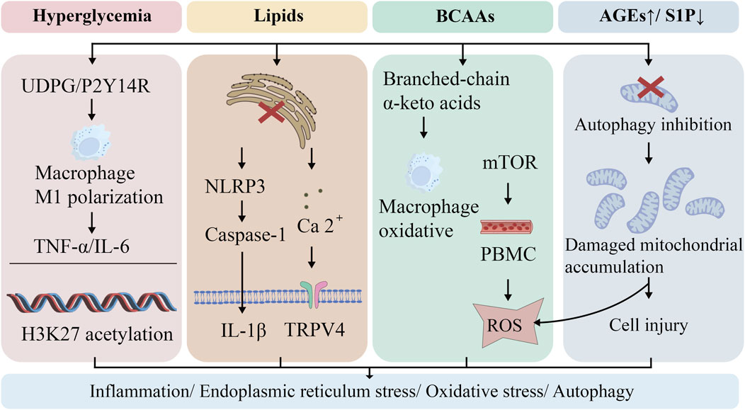 Flowchart depicting the pathways of inflammation, endoplasmic reticulum stress, oxidative stress, and autophagy due to hyperglycemia, lipids, branched-chain amino acids (BCAAs), and advanced glycation end-products (AGEs). Each section shows molecular interactions leading to macrophage M1 polarization, NLRP3 activation, oxidative stress, autophagy inhibition, and mitochondrial damage, ultimately leading to cell injury.