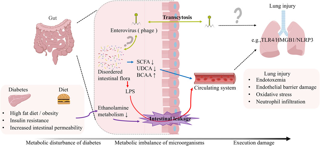 Diagram illustrating the connection between intestinal health and lung injury. It shows gut disruption due to diabetes and diet leading to disordered intestinal flora, transcytosis, and intestinal leakage. This affects the circulating system and explains potential lung injury through endotoxemia and barrier damage. Variables like short-chain fatty acids and ethanolamine metabolism are also noted.