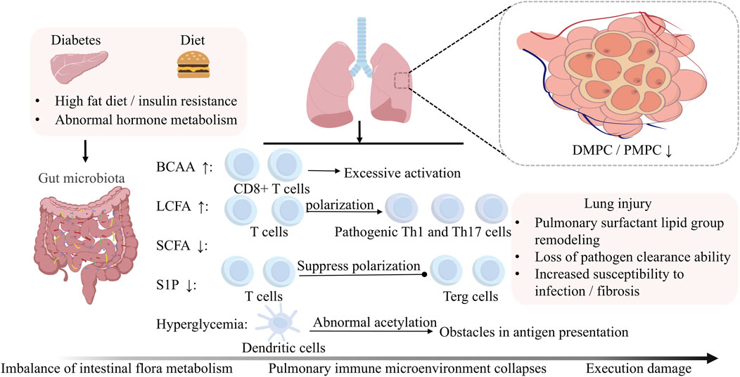 Diagram illustrating the metabolic link between diabetes, diet, and lung injury. High-fat diet and insulin resistance affect gut microbiota, altering BCAA, LCFA, SCFA, and S1P levels. This impacts T cell polarization and activation, leading to pulmonary immune changes. Resulting lung injury includes surfactant lipid remodeling and increased infection susceptibility.