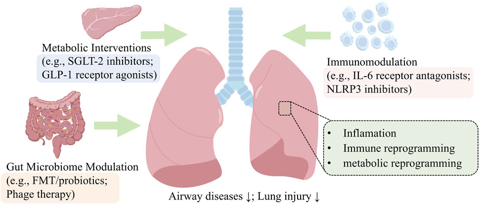 Illustration of interventions for airway diseases and lung injury. Metabolic interventions like SGLT-2 inhibitors and GLP-1 agonists, immunomodulation using IL-6 and NLRP3 inhibitors, and gut microbiome modulation with FMT or probiotics and phage therapy are shown with arrows pointing to lungs, indicating effects on inflammation, immune, and metabolic reprogramming.