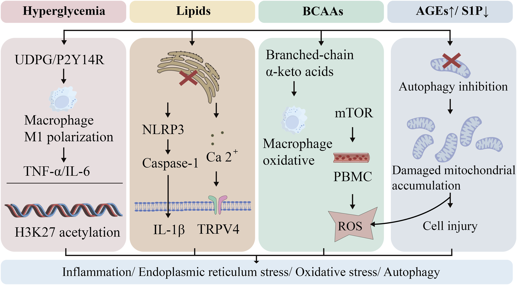 Flowchart depicting the pathways of inflammation, endoplasmic reticulum stress, oxidative stress, and autophagy due to hyperglycemia, lipids, branched-chain amino acids (BCAAs), and advanced glycation end-products (AGEs). Each section shows molecular interactions leading to macrophage M1 polarization, NLRP3 activation, oxidative stress, autophagy inhibition, and mitochondrial damage, ultimately leading to cell injury.