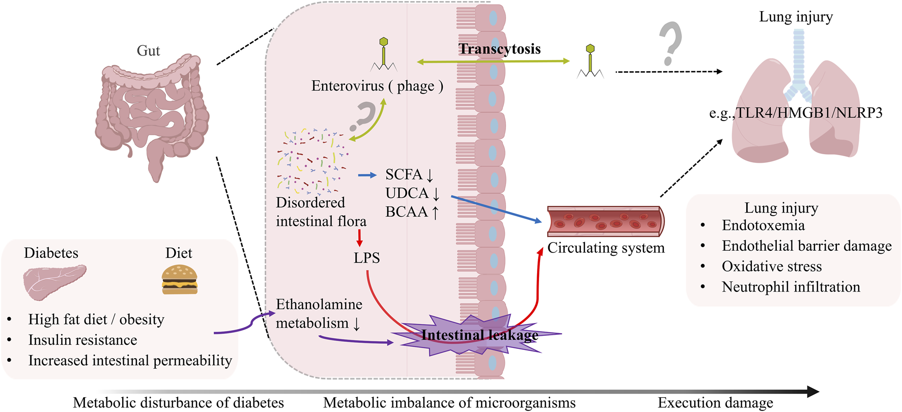 Diagram illustrating the connection between intestinal health and lung injury. It shows gut disruption due to diabetes and diet leading to disordered intestinal flora, transcytosis, and intestinal leakage. This affects the circulating system and explains potential lung injury through endotoxemia and barrier damage. Variables like short-chain fatty acids and ethanolamine metabolism are also noted.