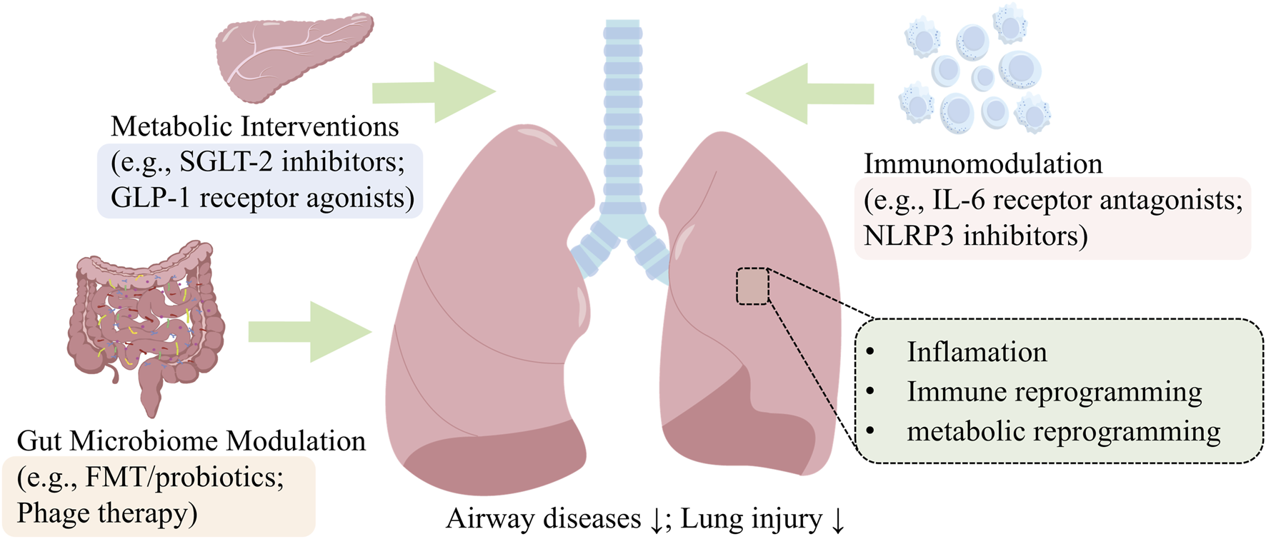 Illustration of interventions for airway diseases and lung injury. Metabolic interventions like SGLT-2 inhibitors and GLP-1 agonists, immunomodulation using IL-6 and NLRP3 inhibitors, and gut microbiome modulation with FMT or probiotics and phage therapy are shown with arrows pointing to lungs, indicating effects on inflammation, immune, and metabolic reprogramming.