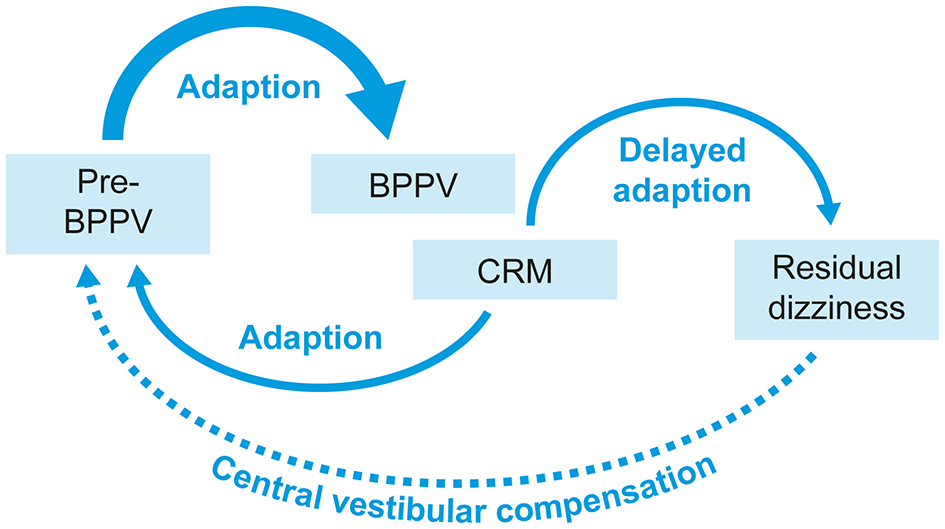 A visual representation of how delayed vestibular adaptation may cause BPPV-related RD. It includes stages labeled Pre-BPPV, BPPV, CRM, and Residual Dizziness. Arrows indicate adaptation and delayed adaptation between these stages. A dashed arrow at the bottom represents central vestibular compensation.