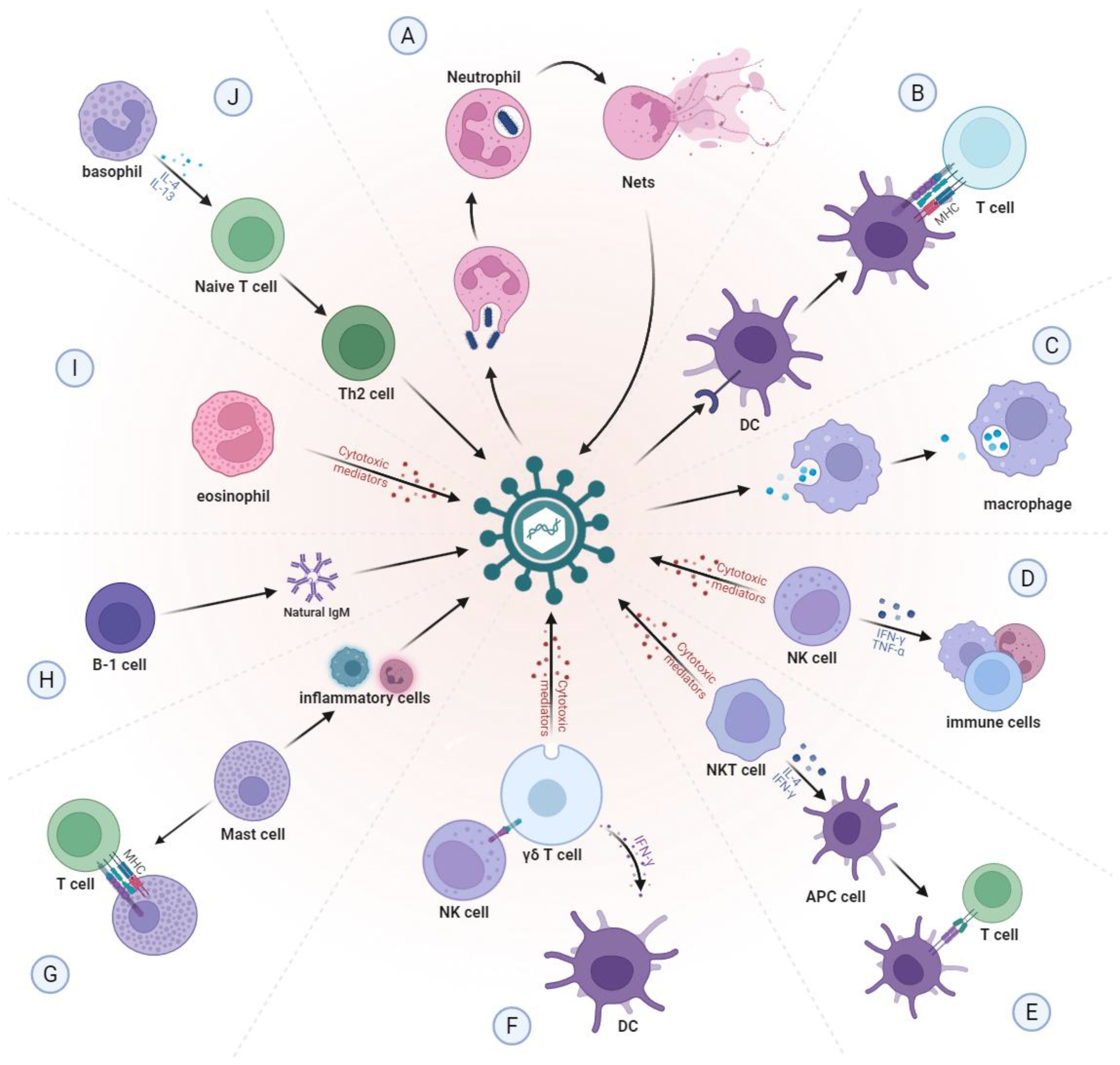 Diagram depicting various immune responses to a virus. Center shows a virus with arrows pointing to different immune cells labeled A to J. Cells include neutrophils, T cells, dendritic cells, macrophages, NK cells, and others. Arrows illustrate activation pathways and mediator releases like cytokines.