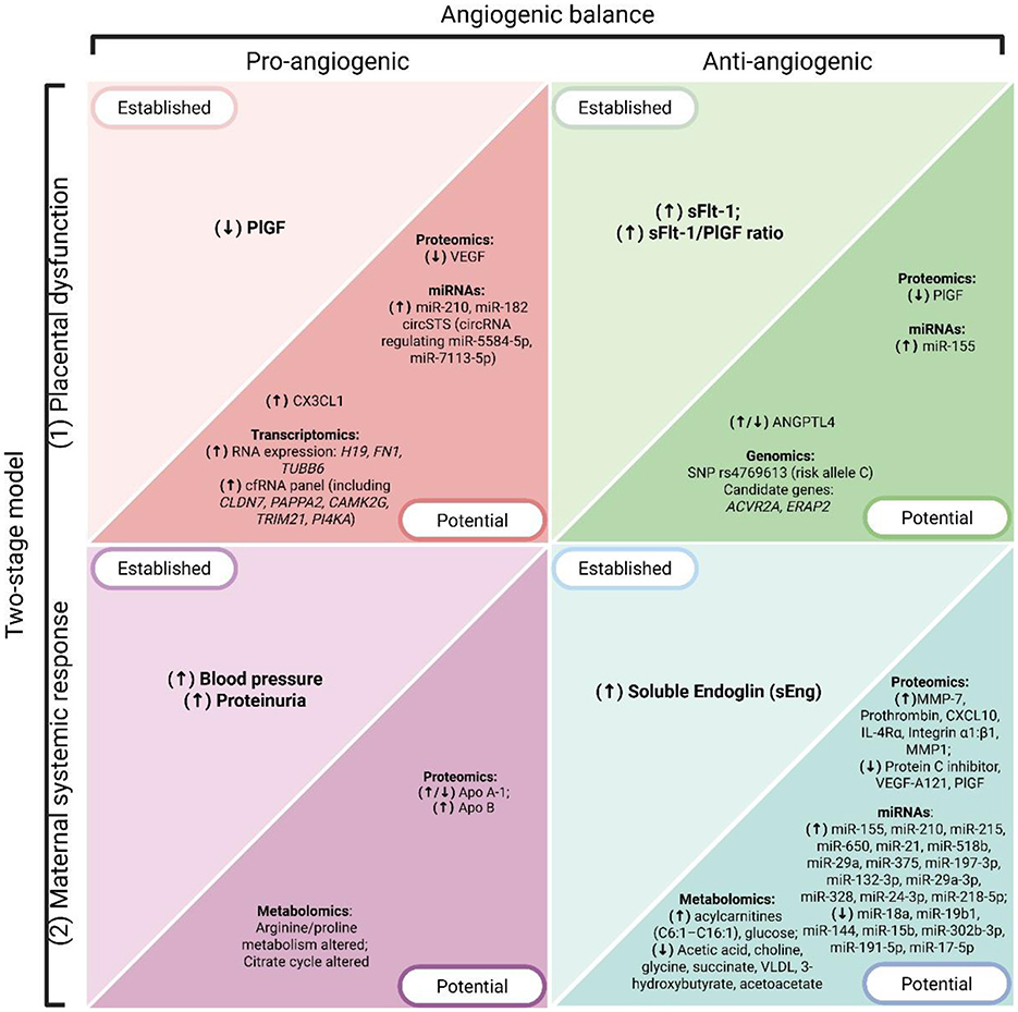 Diagram illustrating the angiogenic balance in a two-stage model of pregnancy-related dysfunction. It features four quadrants: pro-angiogenic potential and established factors on the left, and anti-angiogenic potential and established factors on the right. Top left quadrant includes markers like PlGF, VEGF, and various RNA expressions. Bottom left highlights blood pressure, proteinuria, and metabolomics. Top right shows sFlt-1 and ANGPTL4. Bottom right lists soluble Endoglin and related proteomics. Each quadrant differentiates between established and potential factors contributing to either pro-angiogenic or anti-angiogenic states.