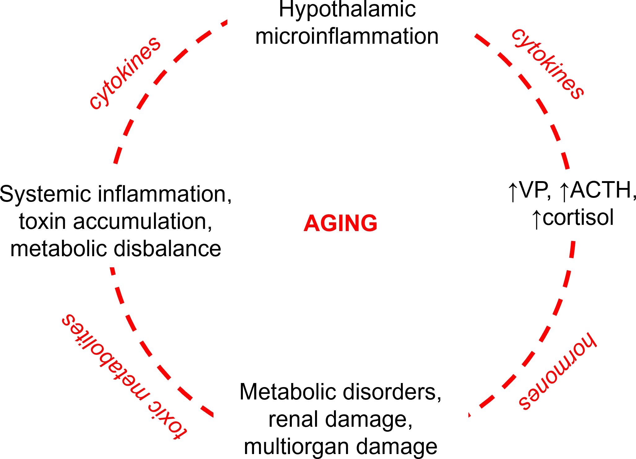 Circular diagram illustrating the cycle of aging-related processes. It includes hypothalamic microinflammation leading to increased vasopressin (VP), adrenocorticotropic hormone (ACTH), and cortisol secretion. This contributes to systemic inflammation, toxin accumulation, and metabolic imbalance. Subsequently, it causes metabolic disorders, renal damage, and multiorgan damage. The process is driven by cytokines, toxic metabolites, and hormones. Central term “AGING” is prominently featured.