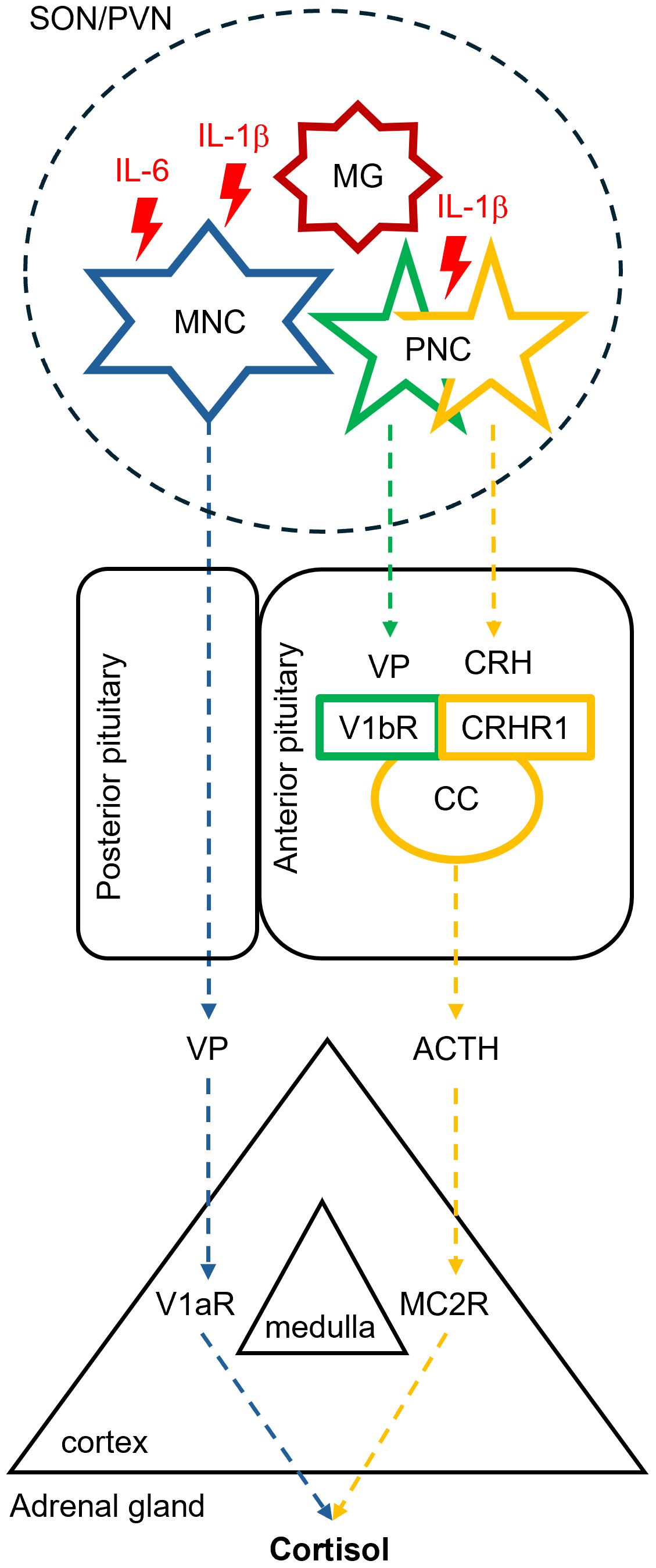 Diagram illustrating the interaction between the SON/PVN area and adrenal gland, featuring MNC, PNC, and MG cells. Inflammatory signals such as IL-6 and IL-1β influence VP and CRH release from the pituitary gland. These activate adrenal cortex receptors V1aR and MC2R, leading to cortisol production.