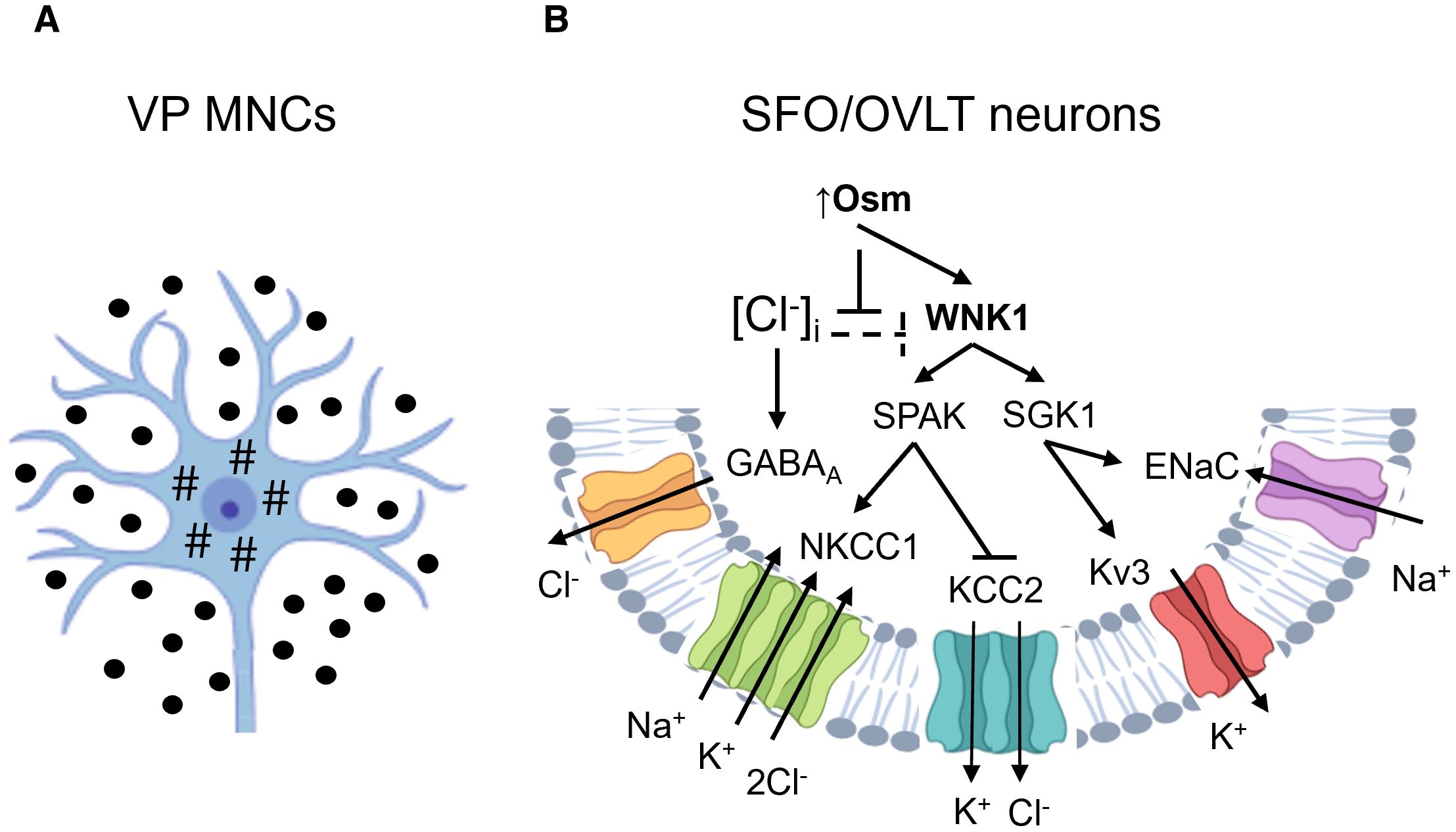 Illustration showing two diagrams related to neural mechanisms. Panel A depicts VP MNCs with a central neuron surrounded by branches and dots. Panel B illustrates SFO/OVLT neurons with ion transport details, highlighting pathways involving WNK1, SPAK, SGK1, ENaC, and various ions like Na⁺, K⁺, and Cl⁻. The diagram emphasizes osmoregulation and chloride ion regulation pathways.