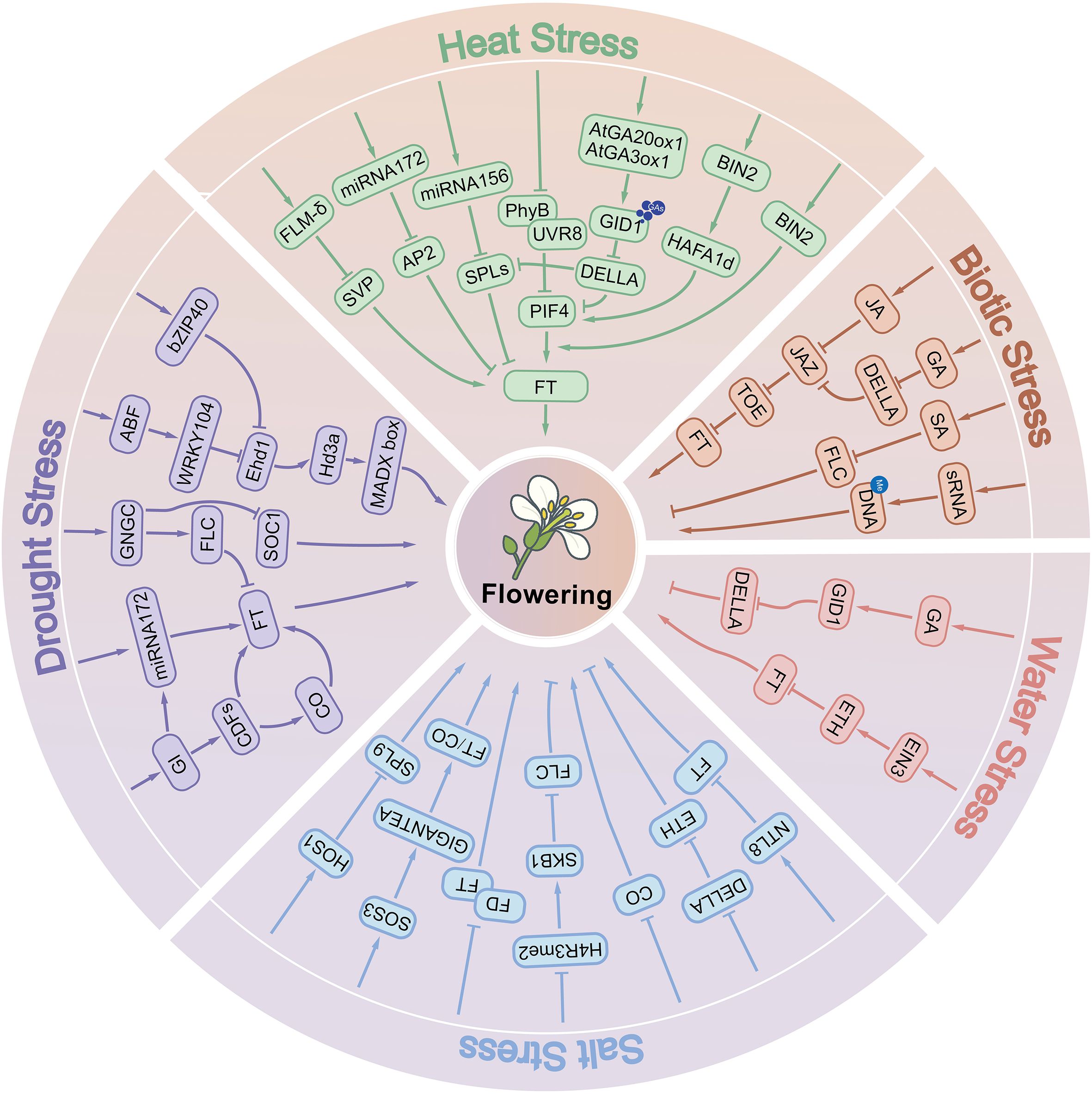 Diagram of flowering regulation influenced by different stresses. It is divided into five sections: Heat Stress, Biotic Stress, Water Stress, Salt Stress, and Drought Stress. Each section contains various molecular pathways and gene expressions that impact flowering. Lines and arrows indicate interactions and regulatory influences of factors like miRNAs, proteins, and genes within each stress category. The center features a flower labeled “Flowering” as the core focus.