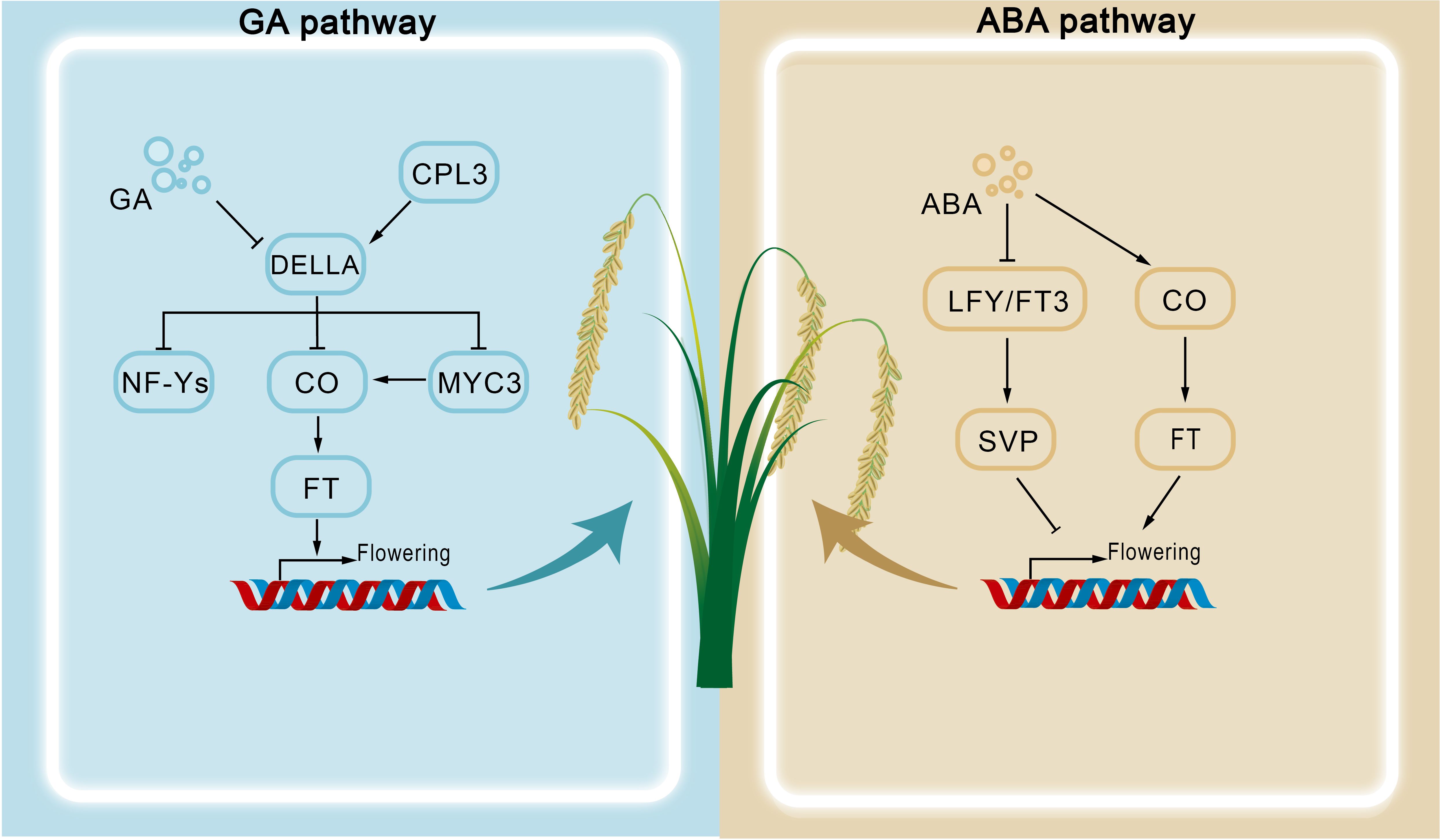 Diagram showing the GA and ABA pathways influencing flowering in plants. The GA pathway involves GA, CPL3, DELLA, NF-Ys, CO, MYC3, and FT, leading to flowering. The ABA pathway involves ABA, LFY/FT3, CO, SVP, and FT, also leading to flowering. Arrows indicate interactions among components. A plant is depicted in the center.