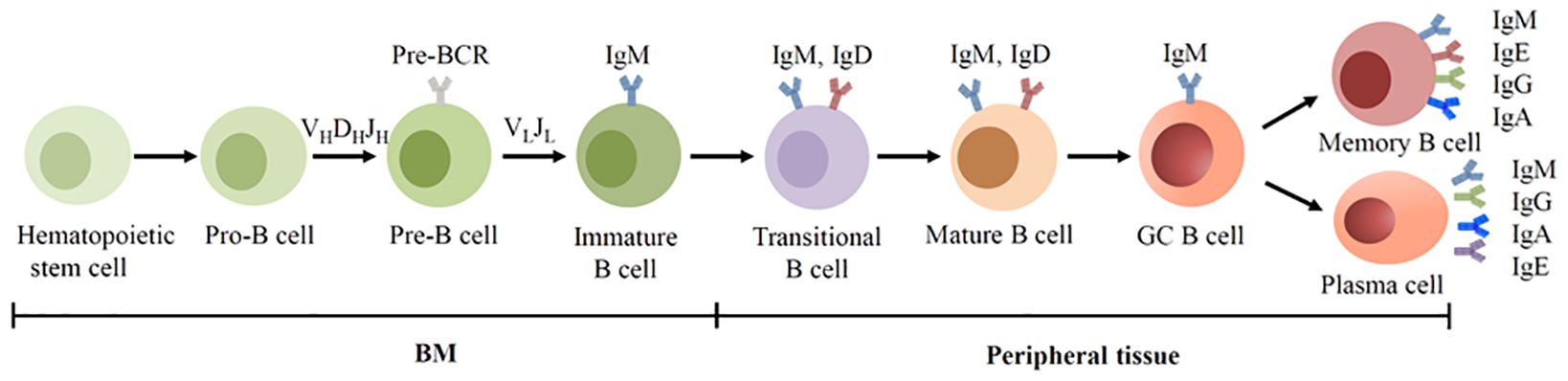 Diagram showing B cell development stages from hematopoietic stem cell to mature B cell types. Stages include Pro-B, Pre-B, Immature B, Transitional B, Mature B, GC B, Memory B, and Plasma cells, transitioning from bone marrow to peripheral tissue. Each stage is labeled with associated immunoglobulins: IgM, IgD, IgG, IgA, and IgE.