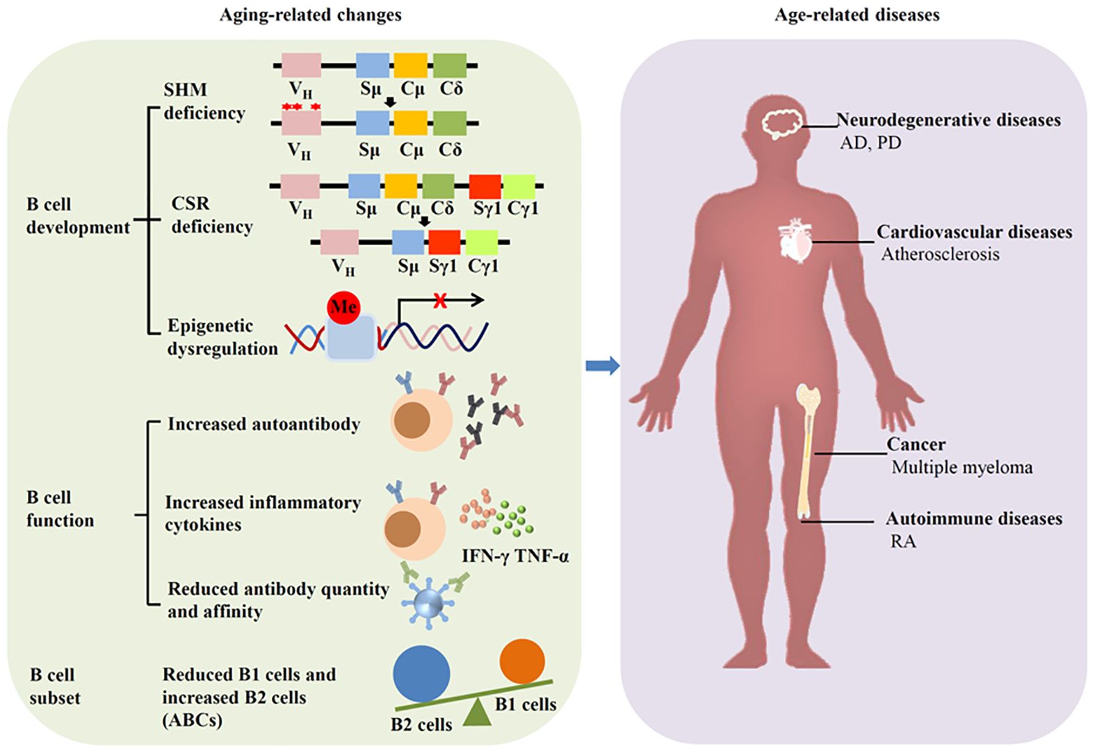 Diagram illustrating aging-related changes in B cells affecting age-related diseases. Left side shows changes like SHM and CSR deficiency, epigenetic dysregulation, increased autoantibodies, and inflammatory cytokines. Right side connects these changes to diseases including neurodegenerative (AD, PD), cardiovascular (atherosclerosis), cancer (multiple myeloma), and autoimmune diseases (RA).