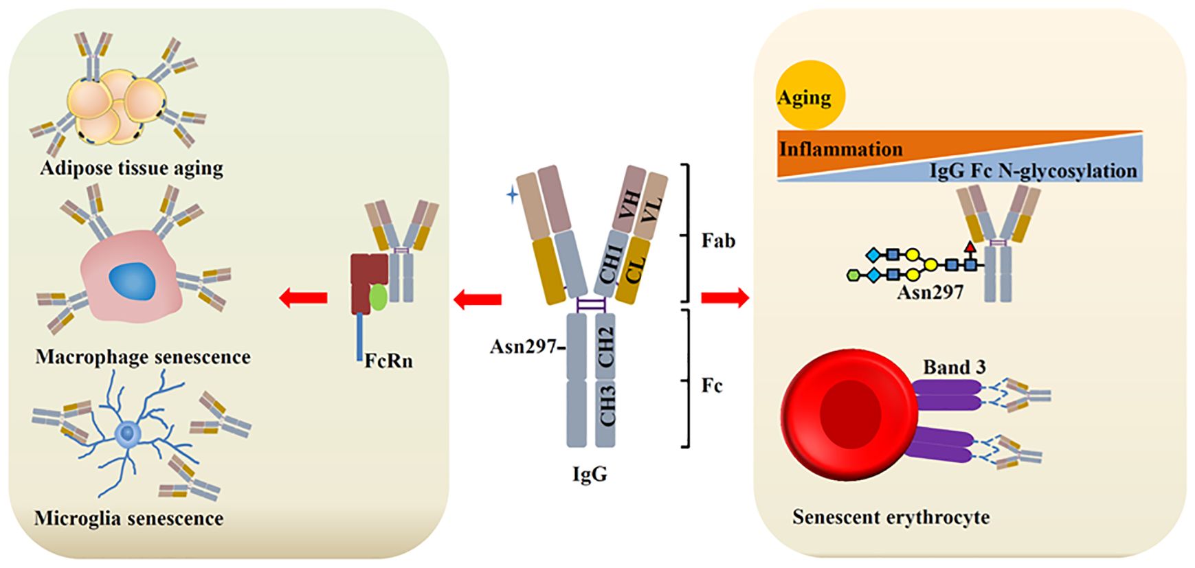 Diagram depicting the interaction between IgG and aging. Left shows senescence in adipose tissue, macrophages, and microglia, involving antibodies and FcRn receptors. Center: structural representation of IgG with Fab and Fc fragments and Asn297 site. Right: influence of aging and inflammation on IgG Fc N-glycosylation, and influence of IgG on erythrocyte senescence.