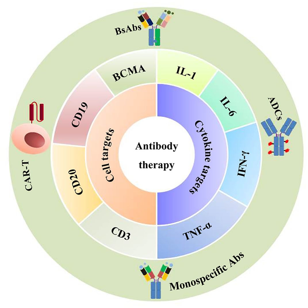 Diagram illustrating antibody therapy, segmented into two main target types: cell targets and cytokine targets. Cell targets include BCMA, CD19, CD20, and CD3. Cytokine targets include IL-1, IL-6, TNF-alpha, and IFN-gamma. The outer ring shows related therapies: CAR-T, BsAbs, ADCs, and monospecific Abs.