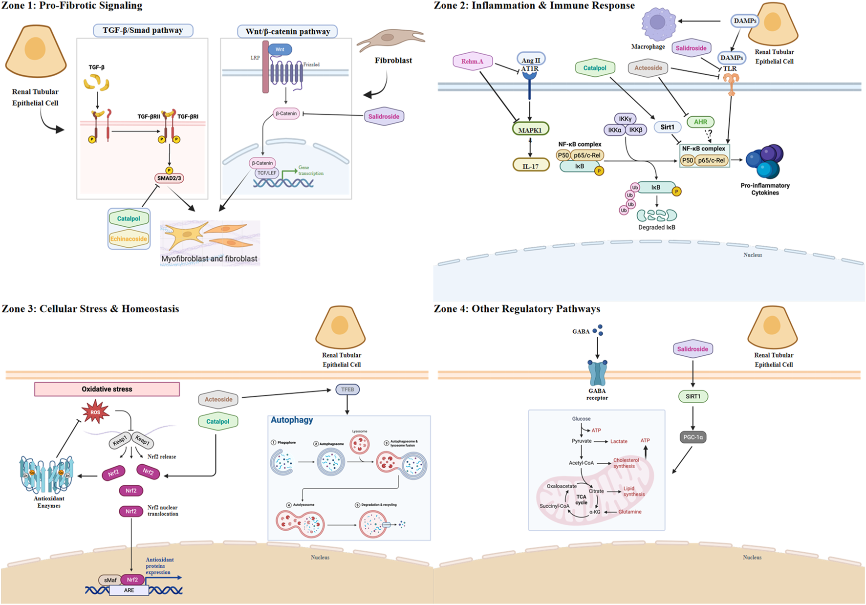 Diagram illustrating cellular processes across four zones: Zone 1 shows pro-fibrotic signaling pathways involving TGF-β/Smad and Wnt/β-catenin, leading to myofibroblast formation. Zone 2 depicts inflammation responses involving cytokine release and NF-κB pathways. Zone 3 highlights oxidative stress and homeostasis through Nrf2 activation and autophagy. Zone 4 covers regulatory pathways, including GABA receptor interaction and SIRT1 activation.