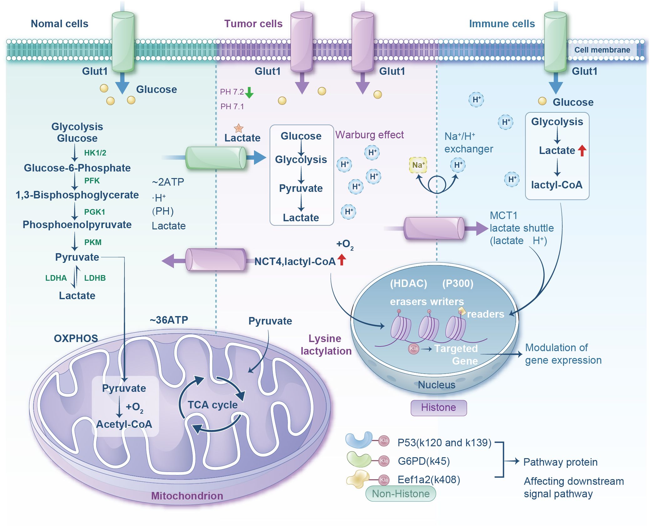 Diagram comparing metabolic processes in normal, tumor, and immune cells. It shows glucose transport via Glut1, glycolysis progression, and lactate production. Normal cells lead to mitochondrial oxidative phosphorylation. Tumor cells show the Warburg effect and lactate production with lactyl-CoA involvement. Immune cells exhibit similar glycolytic pathways with increased lactate and lactyl-CoA. The nucleus section highlights histone modifications affecting gene expression through lysine lactylation. Pathway proteins affected include P53, G6PD, and Eef1a2.