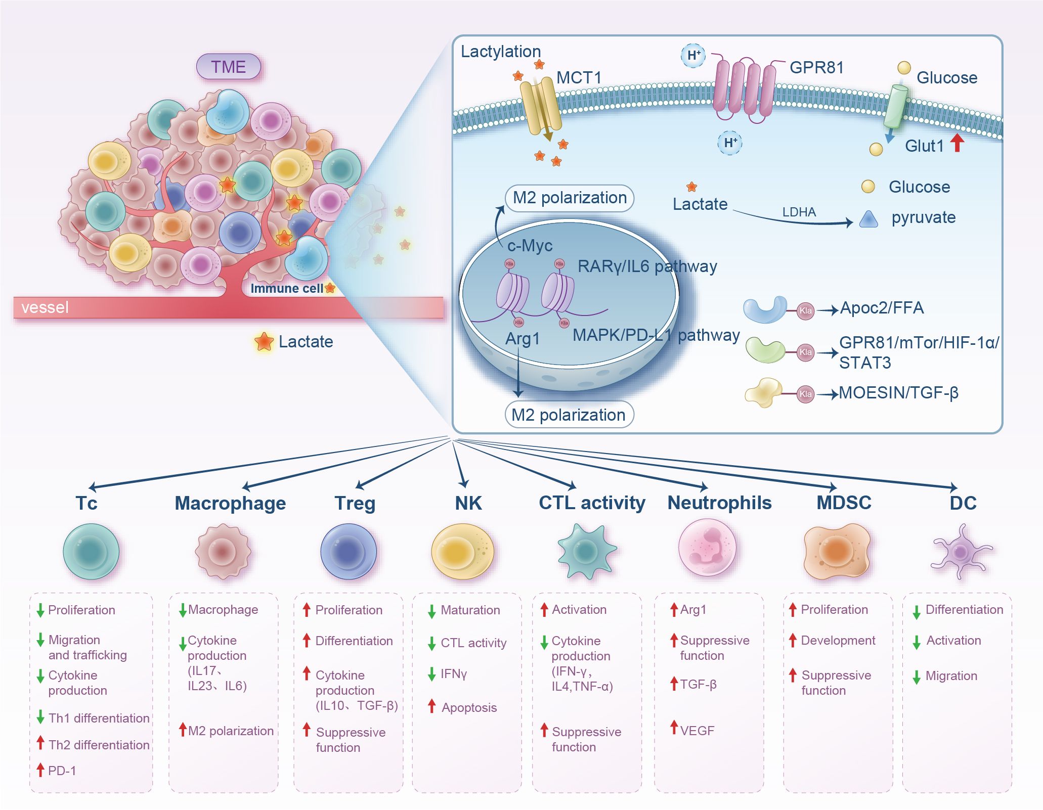 Diagram illustrating the impact of lactate within the tumor microenvironment on various immune cells. It shows lactate uptake via MCT1 and GPR81, leading to M2 polarization with related pathways and effects like cytokine production and cell differentiation. The lower section outlines immune cell types like T cells, macrophages, and dendritic cells with corresponding proliferation, differentiation, and suppressive functions influenced by lactate. Arrows indicate increases or decreases in activity or production.