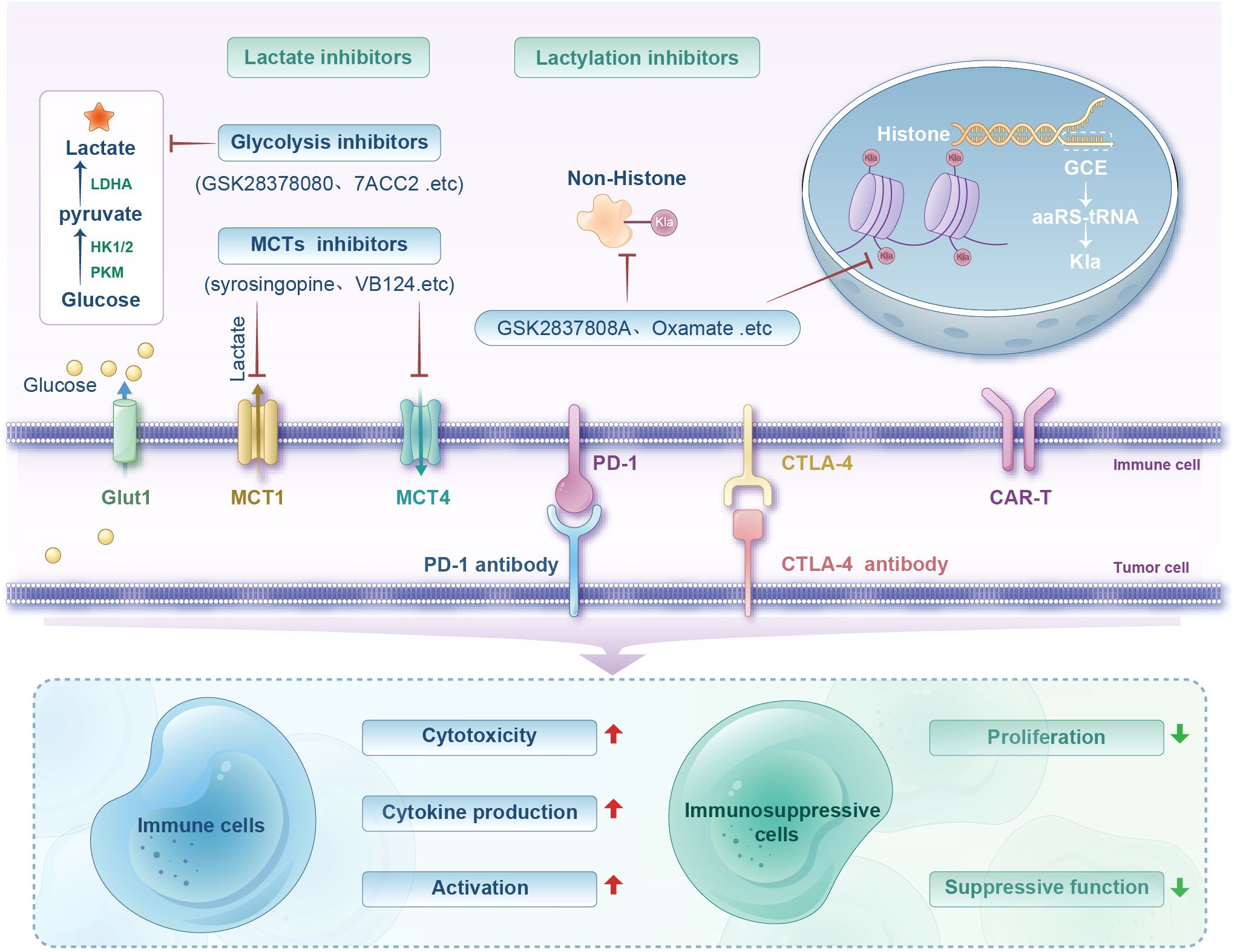 Diagram illustrating lactate and lactylation inhibitors' roles in immune regulation. Shows processes involving glucose, lactate, and inhibitors like GSK2837808A and Oxamate. Includes pathways for immune cell activation, cytotoxicity, and cytokine production, and their influence on immunosuppressive cell proliferation and function.