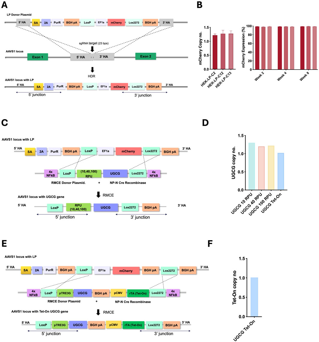 A diagram with six panels illustrating genetic constructs and experimental results. Panel A: Shows the design and integration of a LP donor plasmid into the AAVS1 locus, highlighting components such as mCherry and Lox2272.Panel B: Bar charts depicting mCherry copy number and expression over several weeks.Panel C: Illustrates the insertion of the UCGC gene using RMCE technology, including elements like LoxP and NFKB.Panel D: Bar chart showing UCGC copy numbers under different conditions.Panel E: Describes integration of Tet-On UCGC gene, featuring components such as pTREG3c and rTA.Panel F: Bar chart displaying Tet-On copy number for UCGC Tet-On construct.