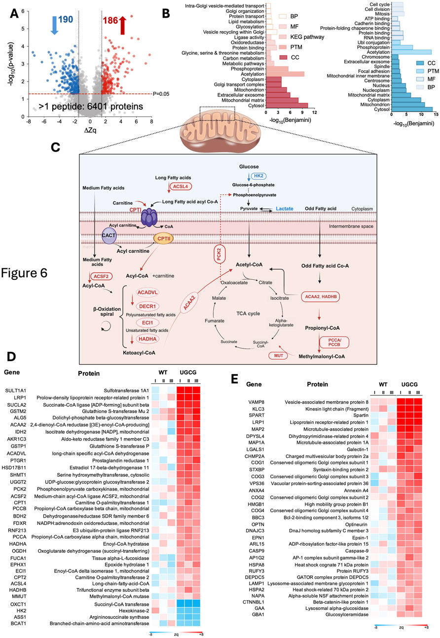 Composite image detailing various biochemical and proteomic analyses. A: Volcano plot showing 190 downregulated and 186 upregulated proteins based on -log10(p-value) versus ΔZq. B: Bar graphs categorizing proteins by cellular components (CC), biological processes (BP), molecular functions (MF), and related pathways, marked with -log10(Benjamini). C: Diagram of mitochondrial and metabolic pathways involving glucose, fatty acids, and acetyl-CoA, highlighting key enzymes like ACSL4 and CPTII. D and E: Heatmaps showing protein expression levels between wild type (WT) and UGCG variants, with color intensity representing changes in expression.