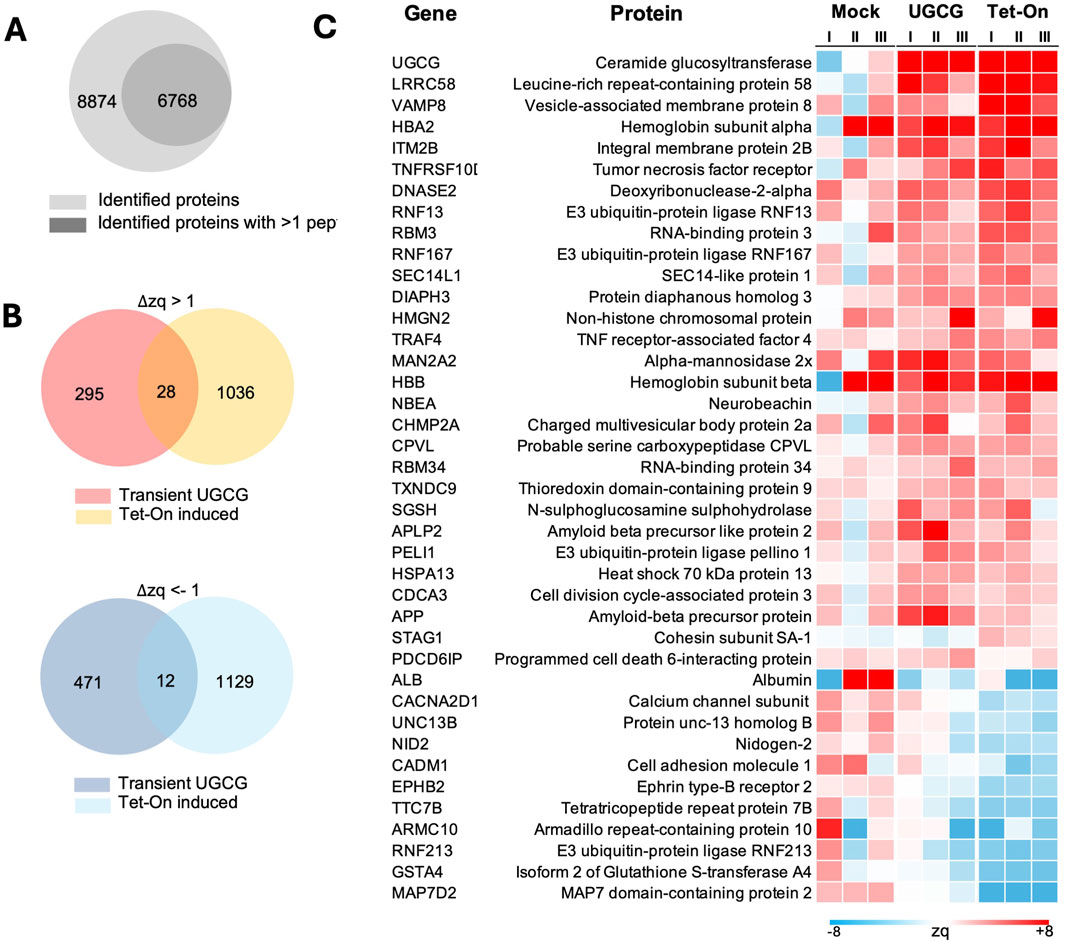 Three data visualizations depicting protein identification analysis. A: A Venn diagram displaying two sets; light gray represents identified proteins, and dark gray represents proteins identified with more than one peptide. B: Two Venn diagrams with protein overlap, one compares transient UGCG with Tet-On induced with Δzq greater than one, labeled red and yellow, respectively; the other compares with Δzq less than negative one, labeled blue and light blue, respectively. C: A heatmap showing protein expression for gene and protein names across three samples: Mock, UGCG, Tet-On. The color gradient ranges from blue to red, indicating expression levels from low to high.