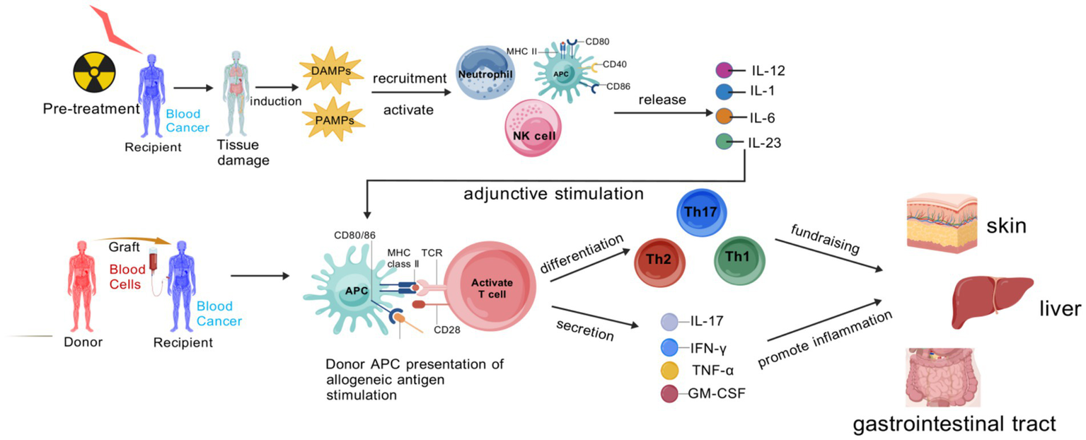 Flowchart illustrating the immunological process involving pre-treatment, tissue damage, and immune cell interactions in blood cancer therapy. Neutrophils and NK cells activate and release cytokines, leading to the activation and differentiation of T helper cells. These processes culminate in inflammatory responses affecting the skin, liver, and gastrointestinal tract.