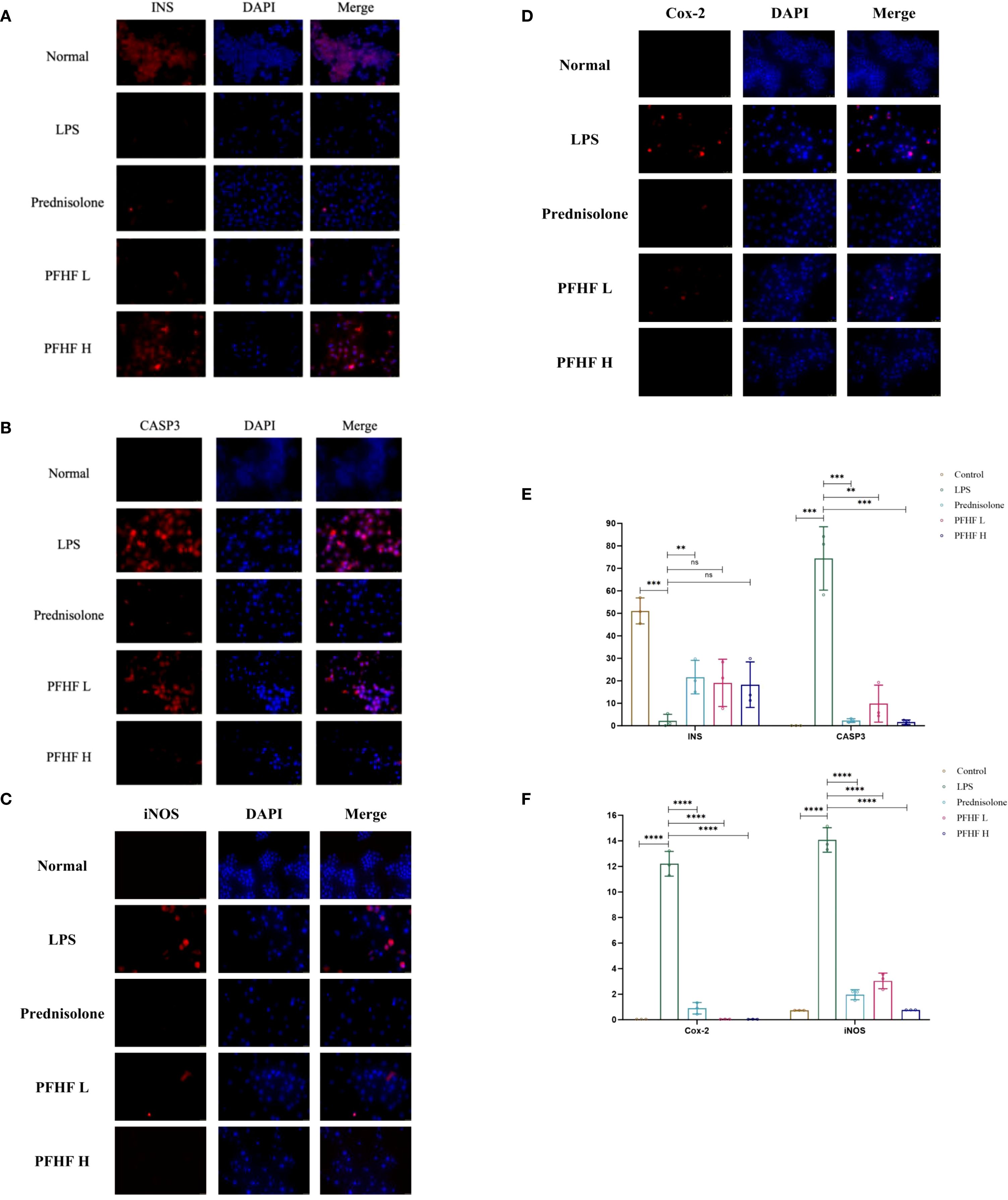 Panels A to D show immunofluorescence microscopy images with labels INS, CASP3, iNOS, and Cox-2, stained with DAPI, for different treatments: Normal, LPS, Prednisolone, PFHF L, and PFHF H. Panels E and F present bar graphs comparing the expression levels under the same treatments, showing significant differences between groups.